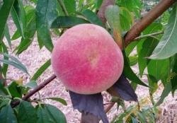 红河元阳县蜜桃种植基地  供应量10 吨图9