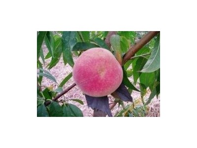 红河元阳县蜜桃种植基地  供应量10 吨图9