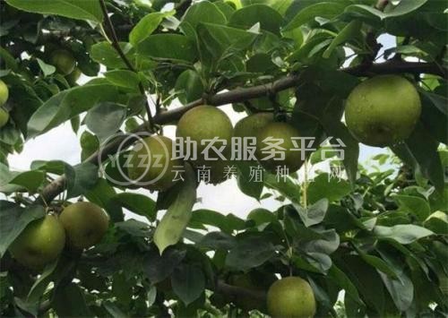 红河雪梨种植基地 供应量8吨图4