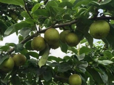 红河雪梨种植基地 供应量8吨图4