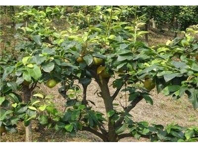 红河雪梨种植基地 供应量8吨图2
