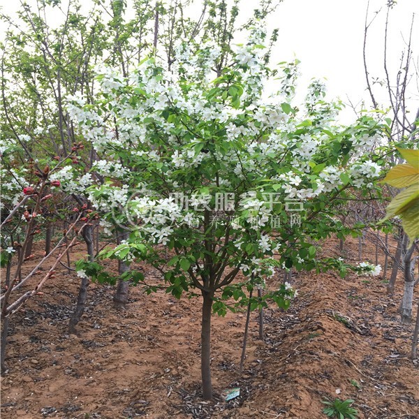 红河雪梨种植基地 供应量8吨图5