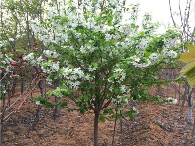 红河雪梨种植基地 供应量8吨图5