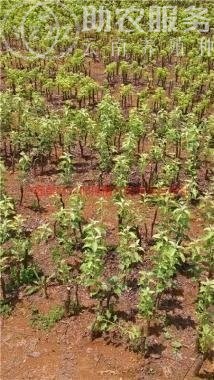 红河雪梨种植基地 供应量8吨图7
