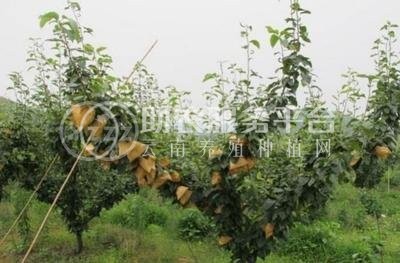 红河雪梨种植基地 供应量8吨图1
