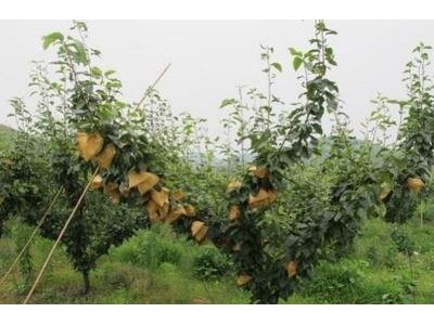 红河雪梨种植基地 供应量8吨