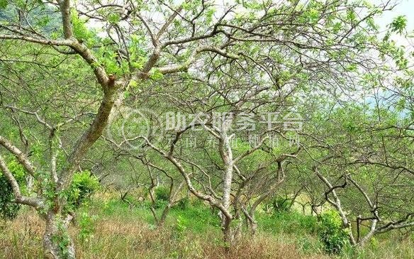 红河雪梨种植基地 供应量8吨图8