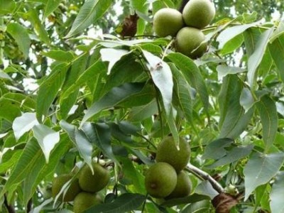 昆明核桃种植基地供应量900吨