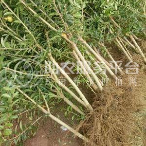 红河个旧市石榴种植中心 供应量吨图1