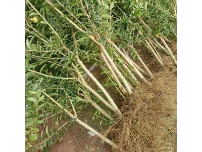 红河个旧市石榴种植中心 供应量吨