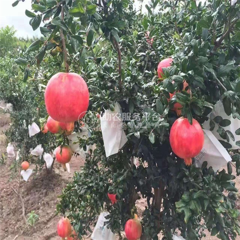 红河个旧市石榴种植中心 供应量吨图5