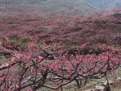 红河个旧市水蜜桃植中心 供应量9吨图3