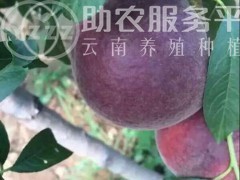 红河个旧市水蜜桃植中心 供应量9吨图6