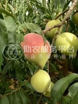 红河个旧市水蜜桃植中心 供应量9吨图5