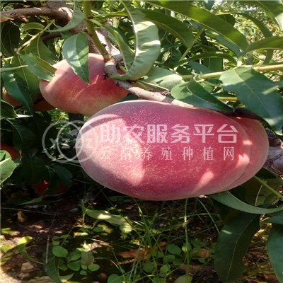 红河个旧市水蜜桃植中心 供应量9吨图2