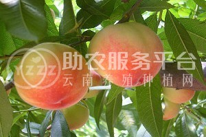 红河个旧市水蜜桃植中心 供应量9吨图4