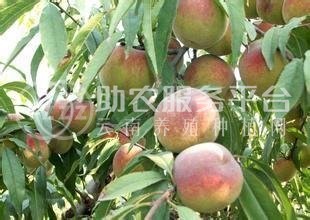 红河个旧市水蜜桃植中心 供应量9吨图1