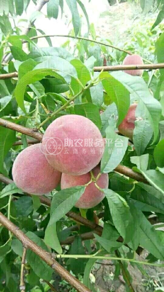 红河个旧市水蜜桃植中心 供应量9吨图7
