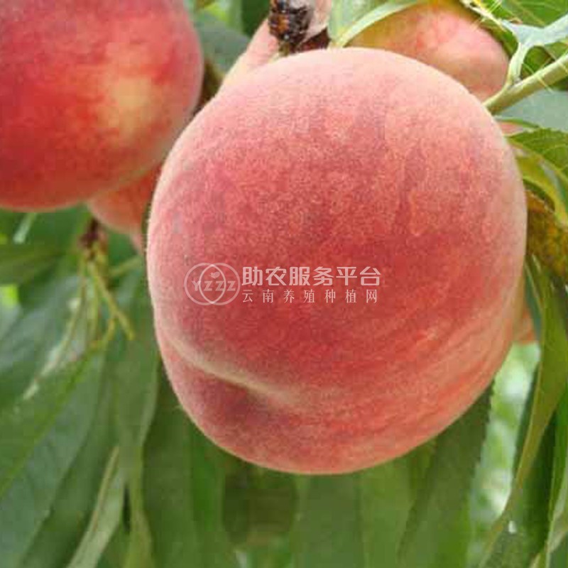 红河个旧市水蜜桃植中心 供应量9吨图8