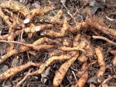 昆明野山药种植基地供应量9吨图4