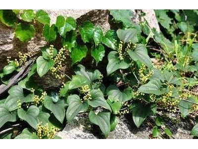 昆明野山药种植基地供应量9吨图2