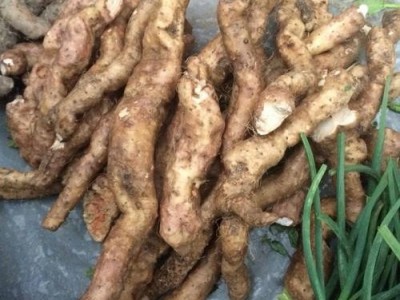 昆明野山药种植基地供应量9吨图3