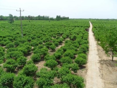 昆明苗木种植供应量8万颗图3