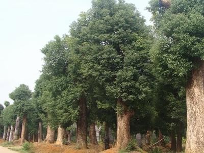 昆明苗木种植供应量8万颗图2