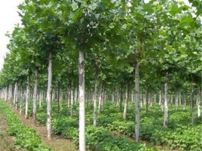 昆明苗木种植供应量8万颗图4