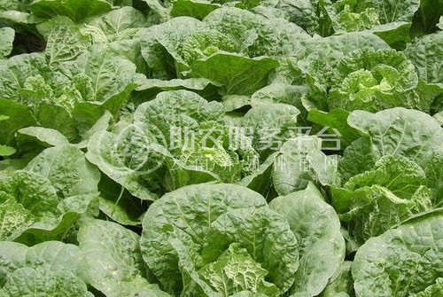 红河大白菜种植基地 供应量 15吨图2