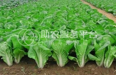 红河大白菜种植基地 供应量 15吨图1