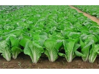 红河大白菜种植基地 供应量 15吨