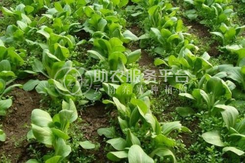 红河大白菜种植基地 供应量 15吨图3