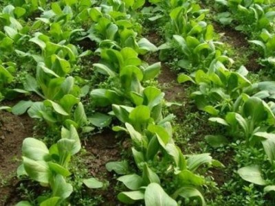 红河大白菜种植基地 供应量 15吨图3