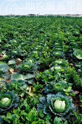 红河大白菜种植基地 供应量 15吨图5