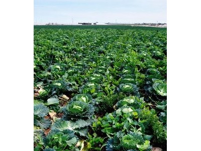 红河大白菜种植基地 供应量 15吨图5