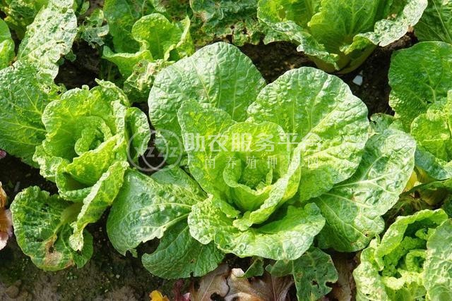 红河大白菜种植基地 供应量 15吨图9