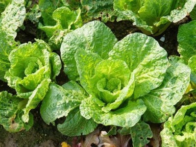 红河大白菜种植基地 供应量 15吨图9