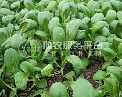 红河大白菜种植基地 供应量 15吨图7