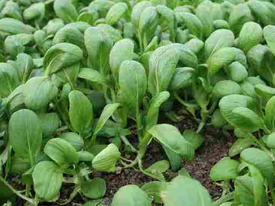 红河大白菜种植基地 供应量 15吨图7