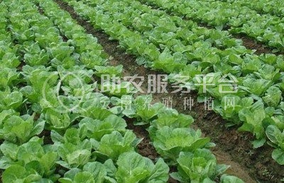 红河大白菜种植基地 供应量 15吨图6