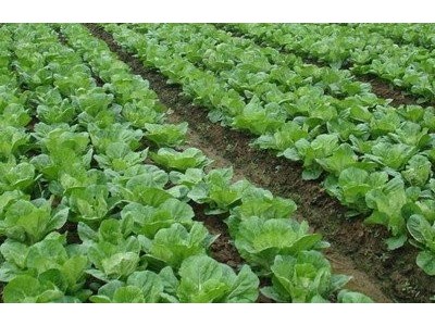 红河大白菜种植基地 供应量 15吨图6