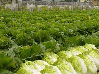 红河大白菜种植基地 供应量 15吨图8