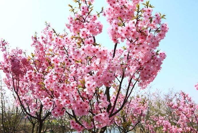 大理樱花种植基地供应5万株图1