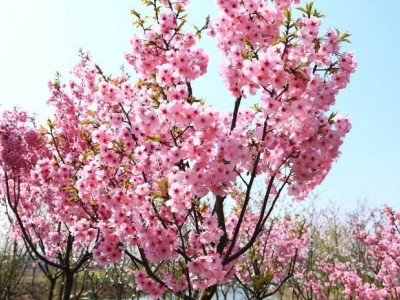 大理樱花种植基地供应5万株