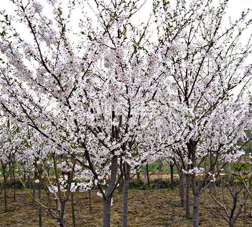 大理樱花种植基地供应5万株图2