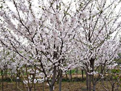 大理樱花种植基地供应5万株图2