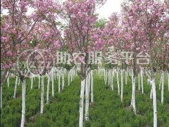 大理樱花种植基地供应5万株图3