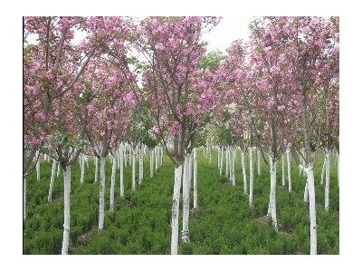 大理樱花种植基地供应5万株图3