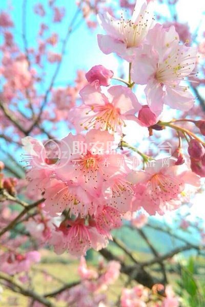 大理樱花种植基地供应5万株图4